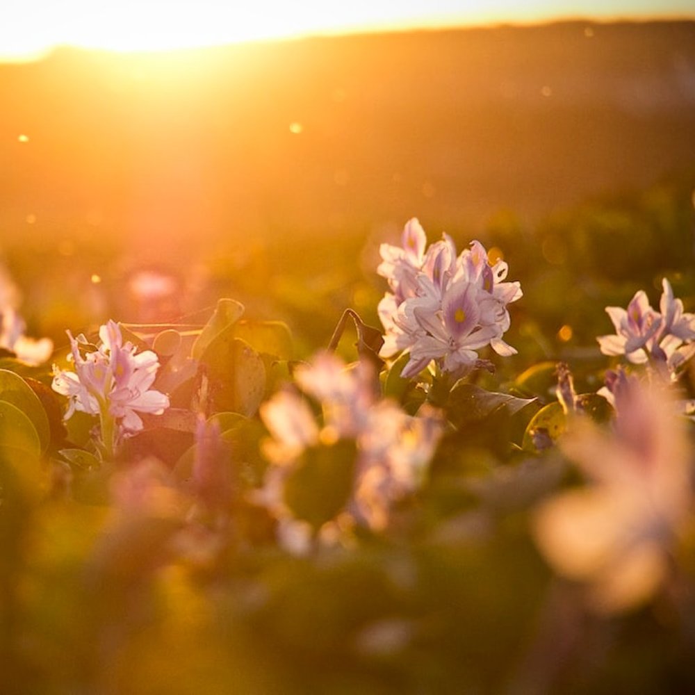 Welcome to Eileen's Attic!